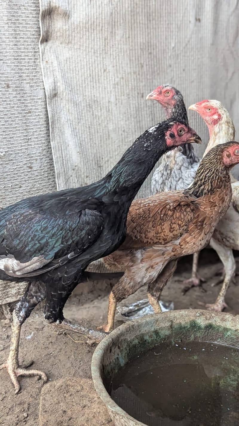 Sindhi hens 6