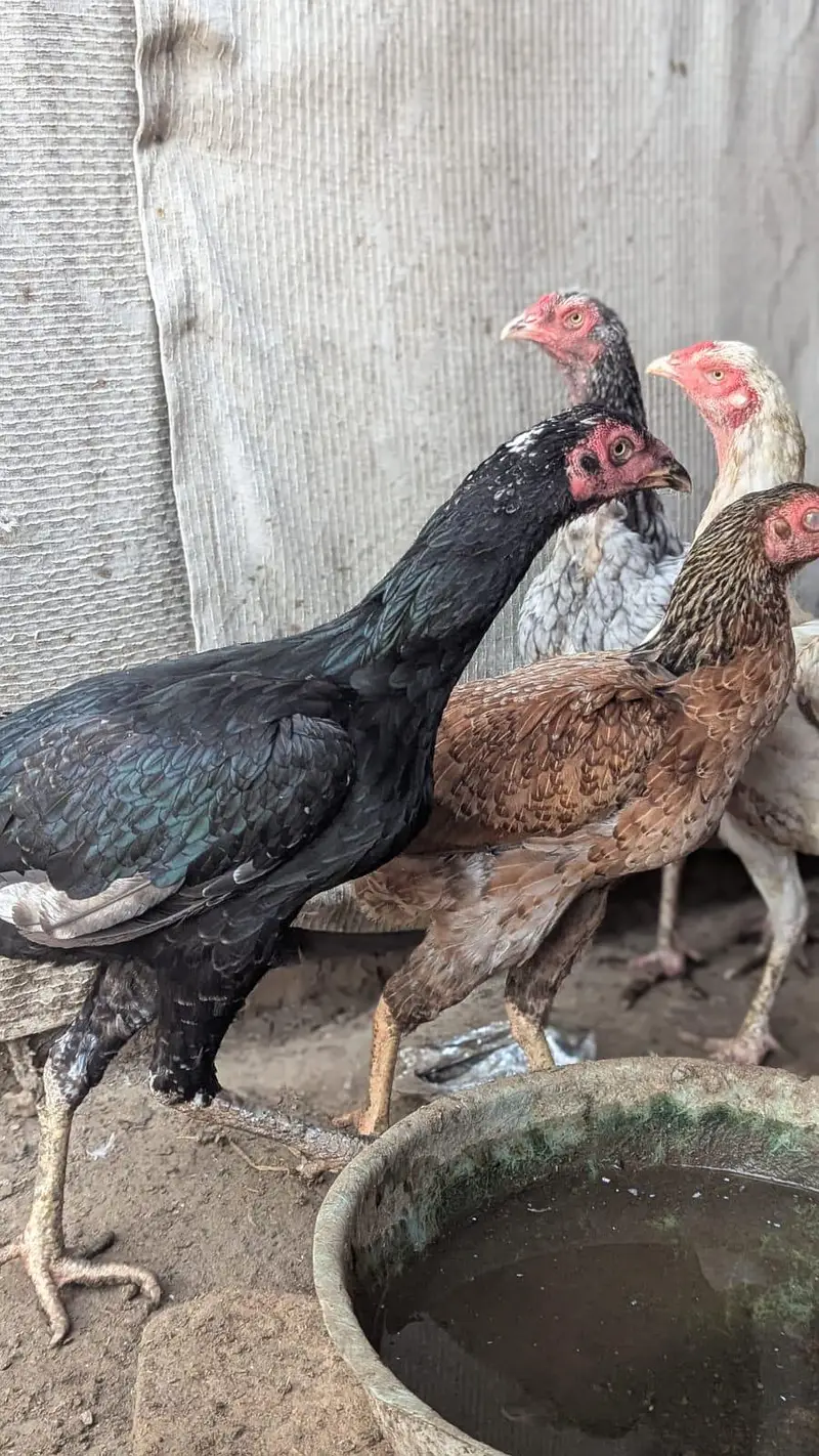 Sindhi hens — photo 7