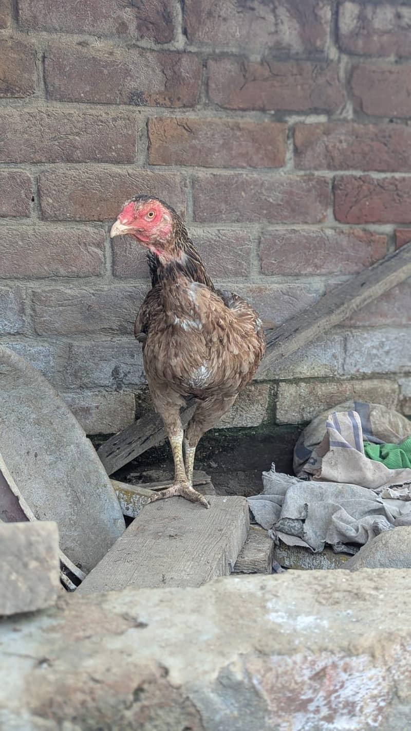 Sindhi hens 7