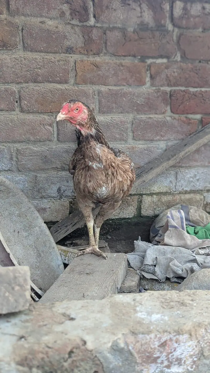 Sindhi hens — photo 8