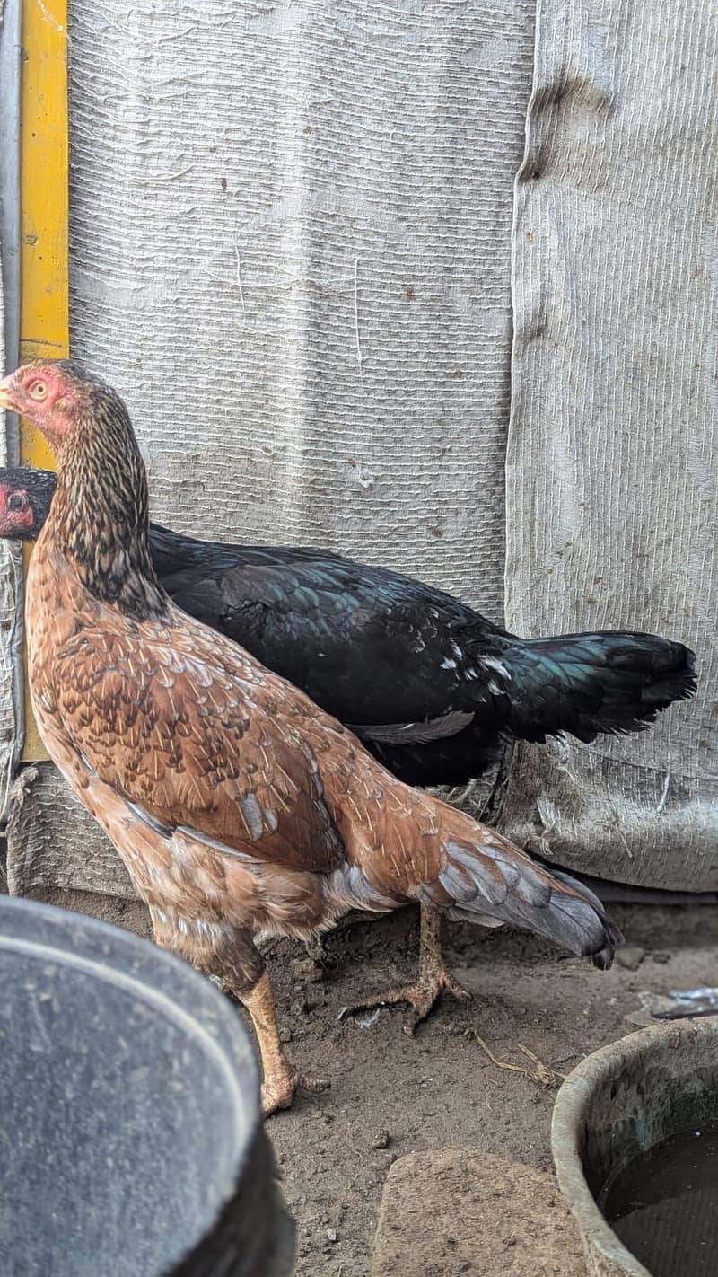 Sindhi hens 8