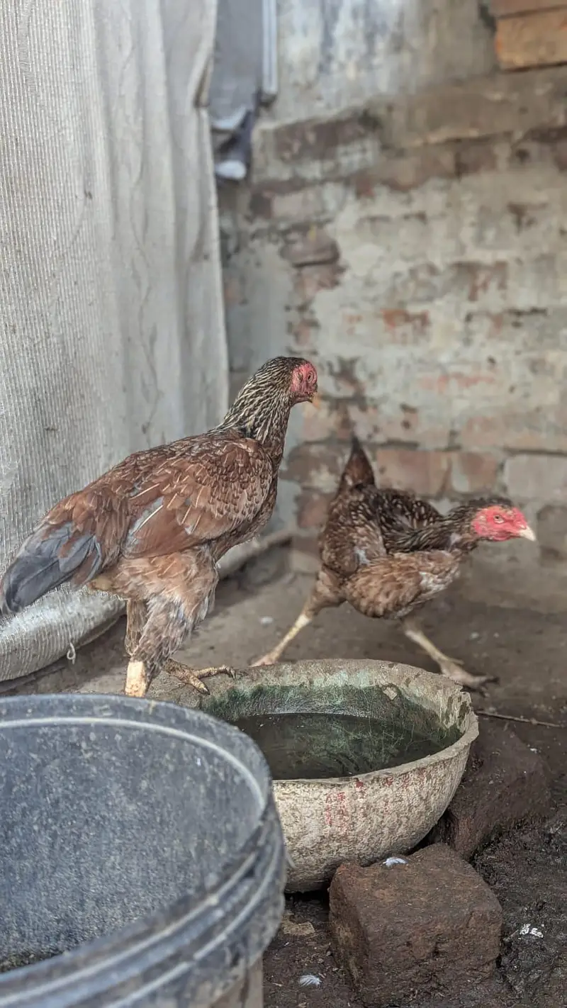 Sindhi hens — photo 10