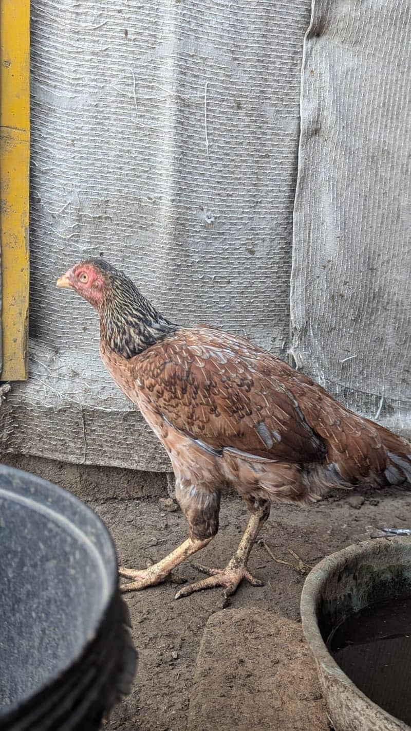 Sindhi hens 10