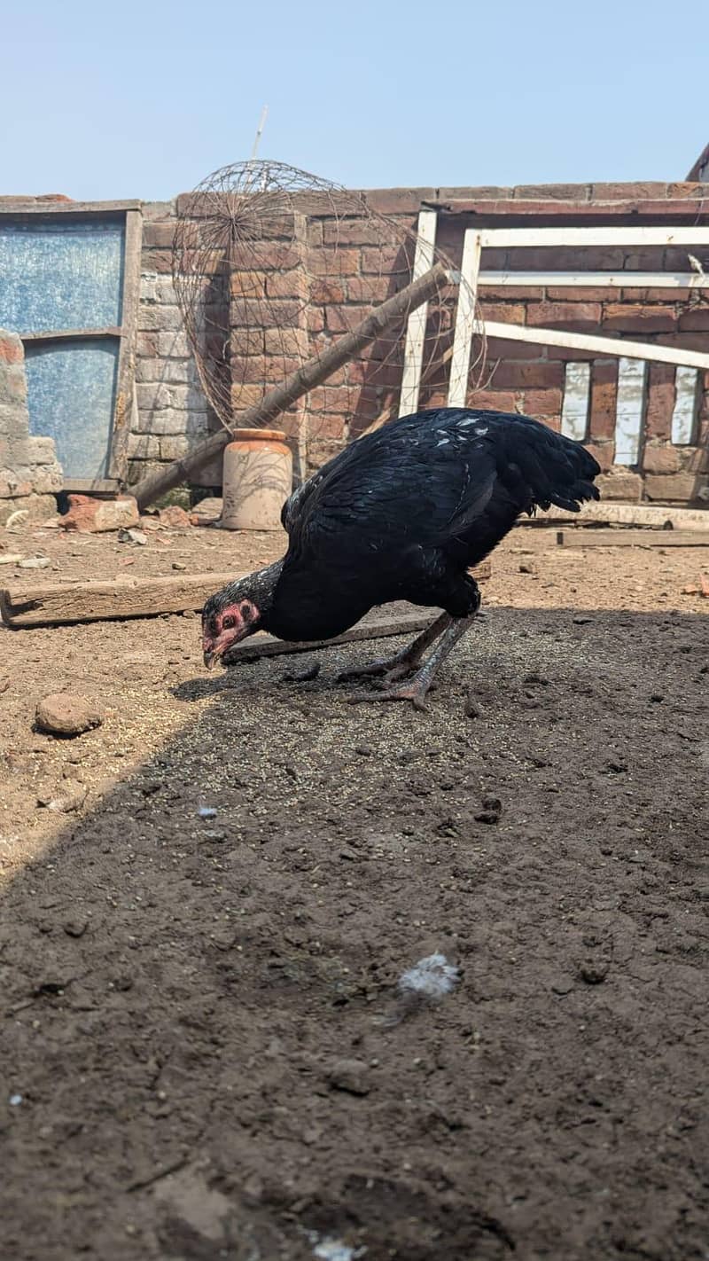 Sindhi hens 11