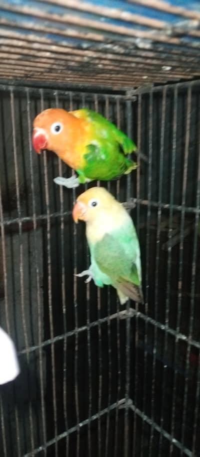 love birds and snow white finches pairs for sale