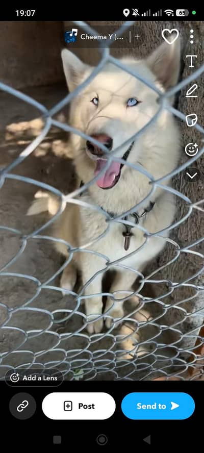 syberian husky most rare white colour
