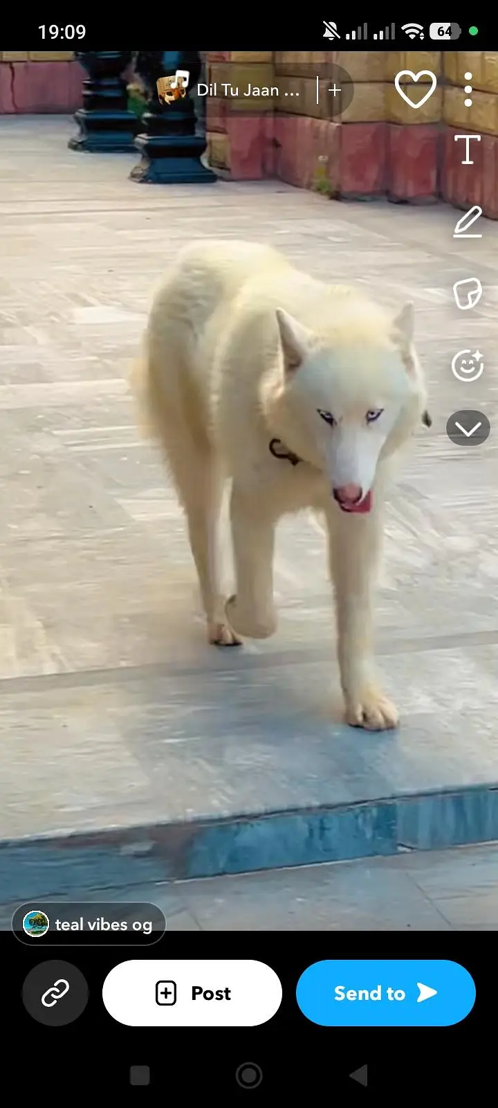 syberian husky most rare white colour — photo 2