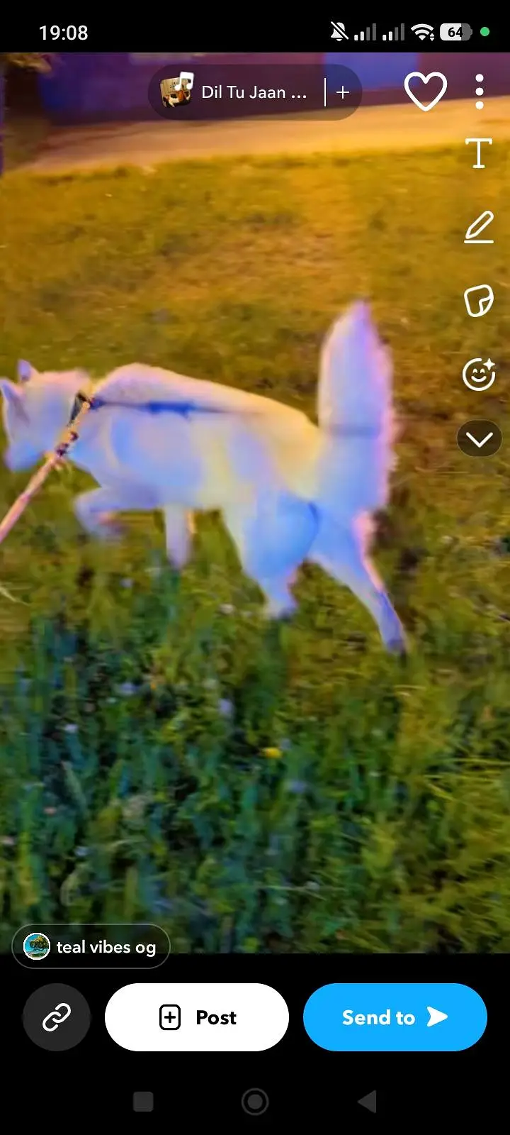 syberian husky most rare white colour — photo 3