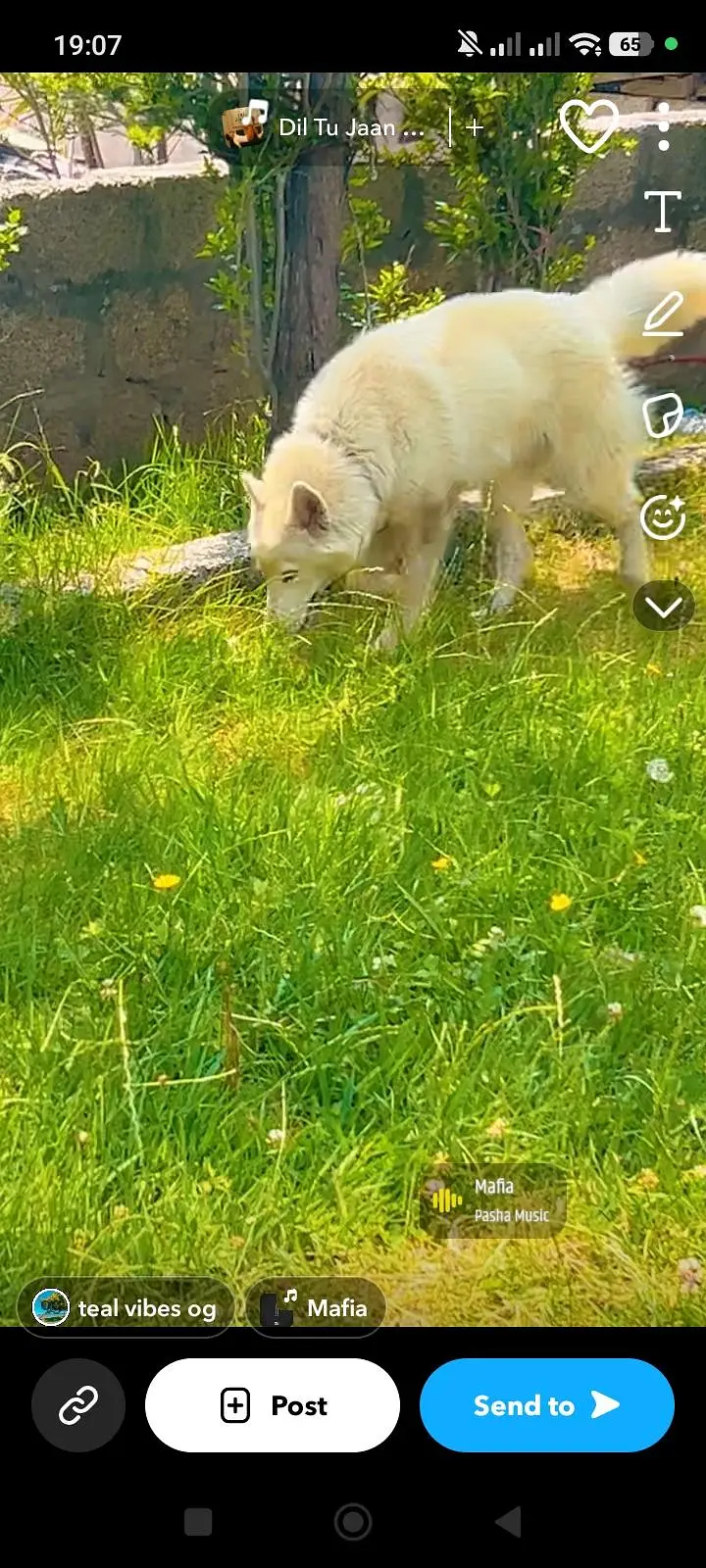 syberian husky most rare white colour — photo 4