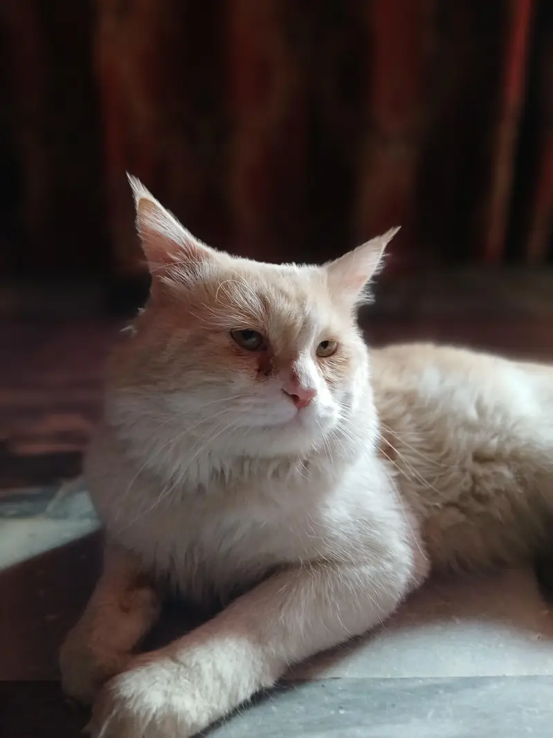 Beautiful aur  cute 2 years old Persian cat sale ke liye available hai — photo 3