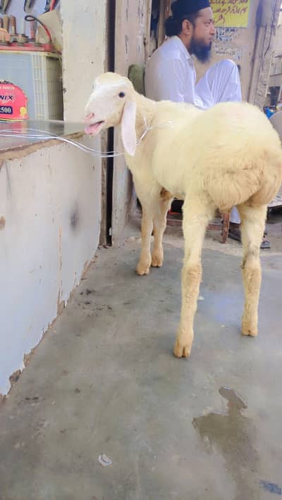 turki piur gulabi