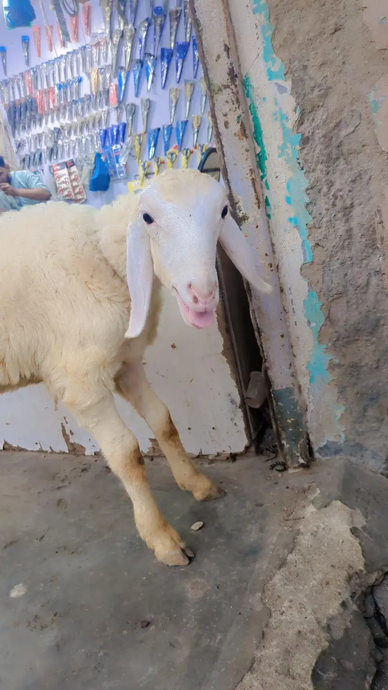 turki piur gulabi — photo 2