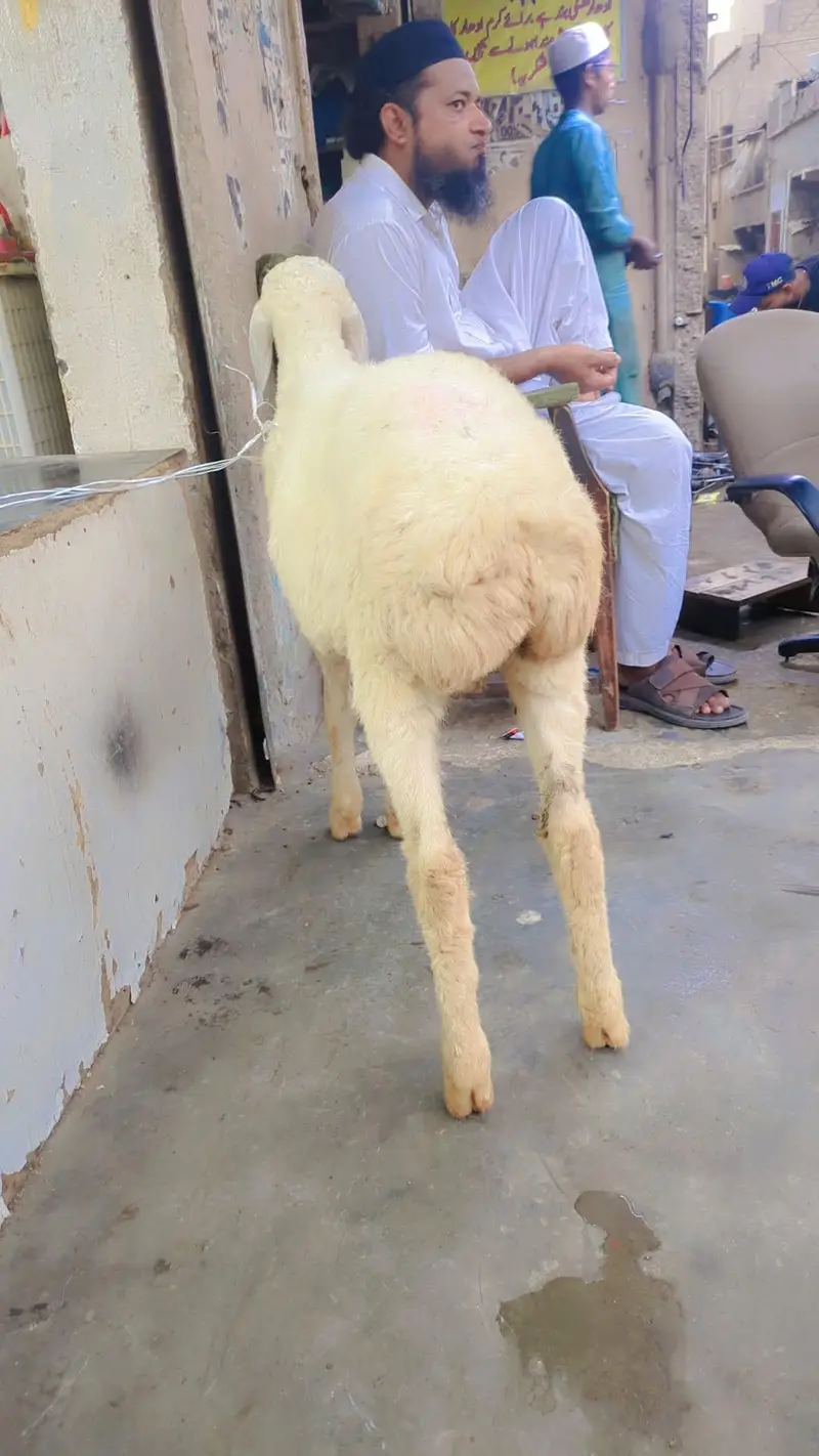 turki piur gulabi — photo 3