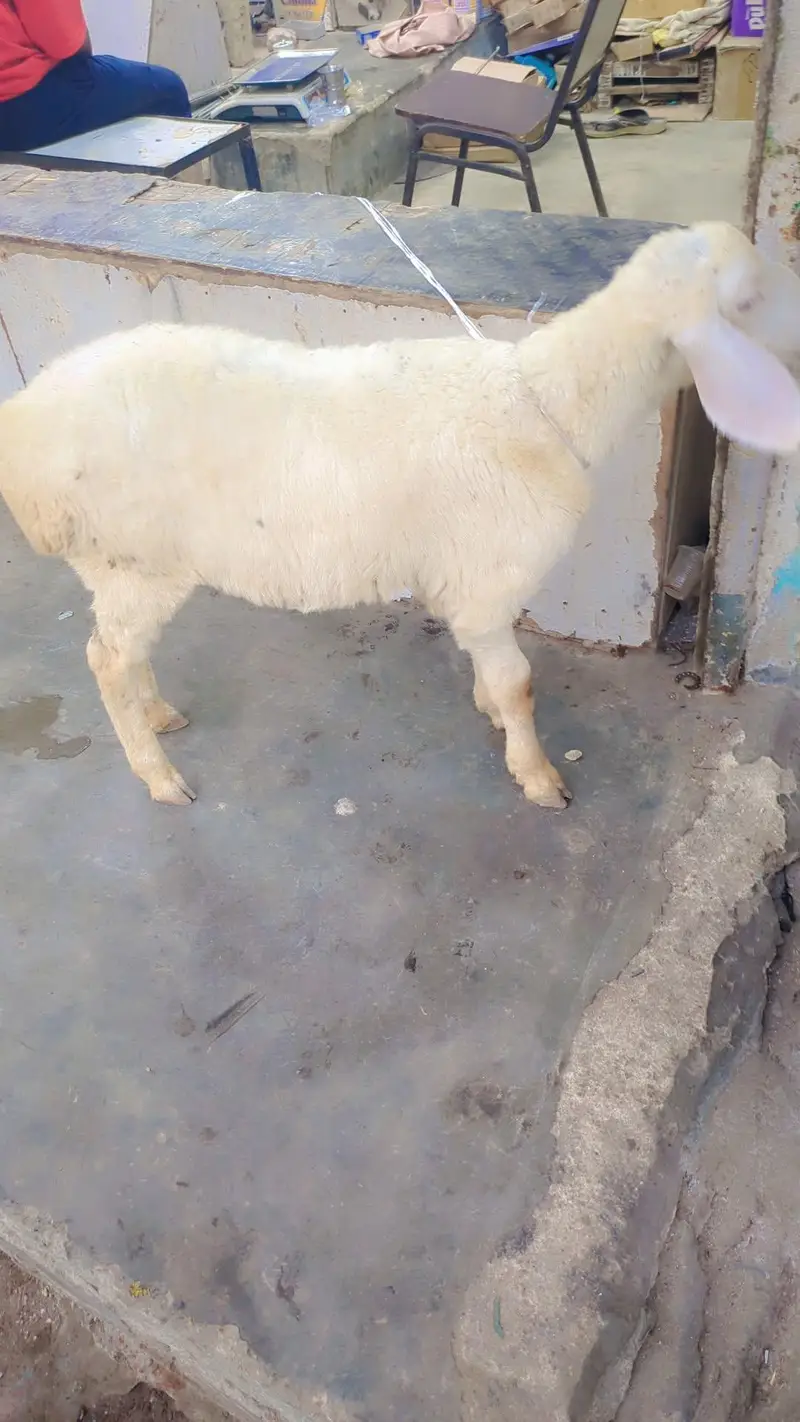 turki piur gulabi — photo 4