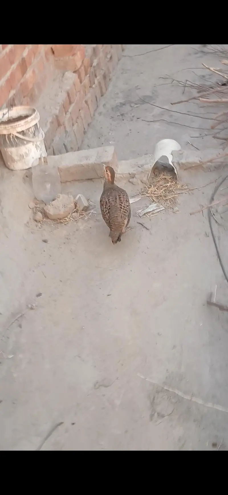 Dakhni Teetar — photo 5