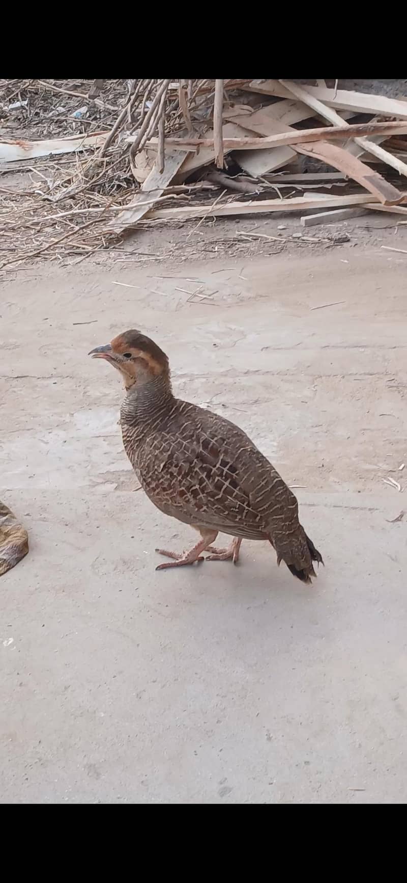 Dakhni Teetar 5