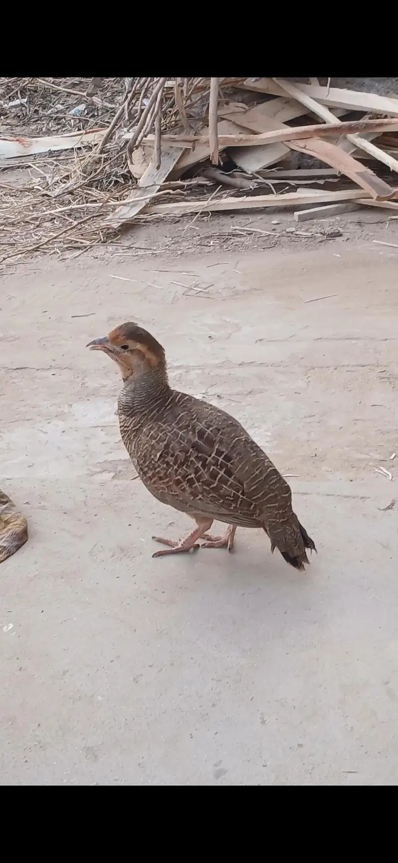 Dakhni Teetar — photo 6