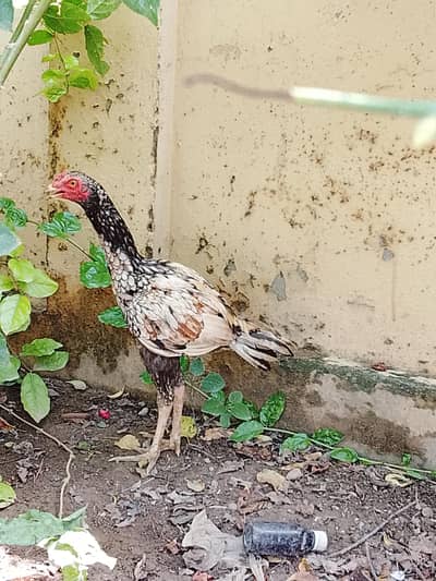 Hens Urgent for sale now