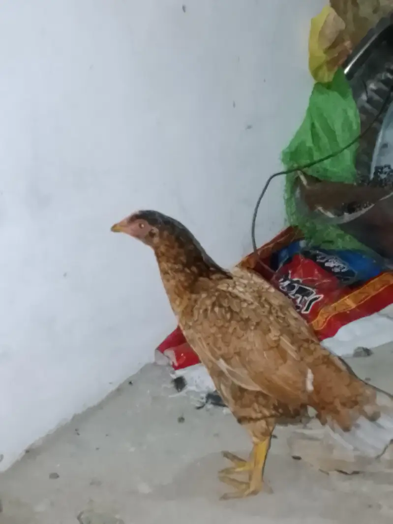 Hens Urgent for sale now — photo 2