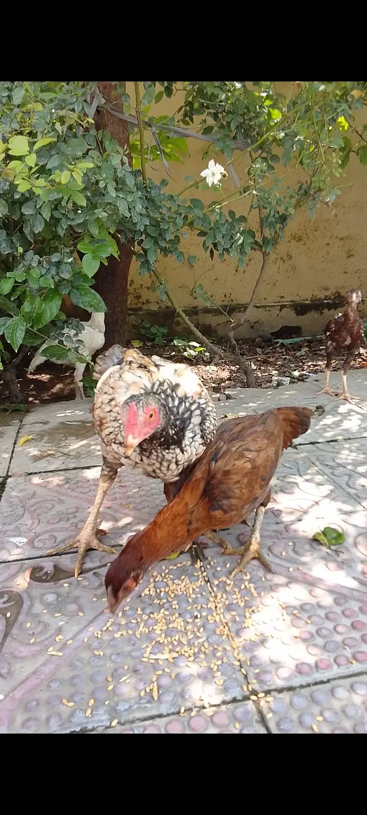 Hens Urgent for sale now — photo 4