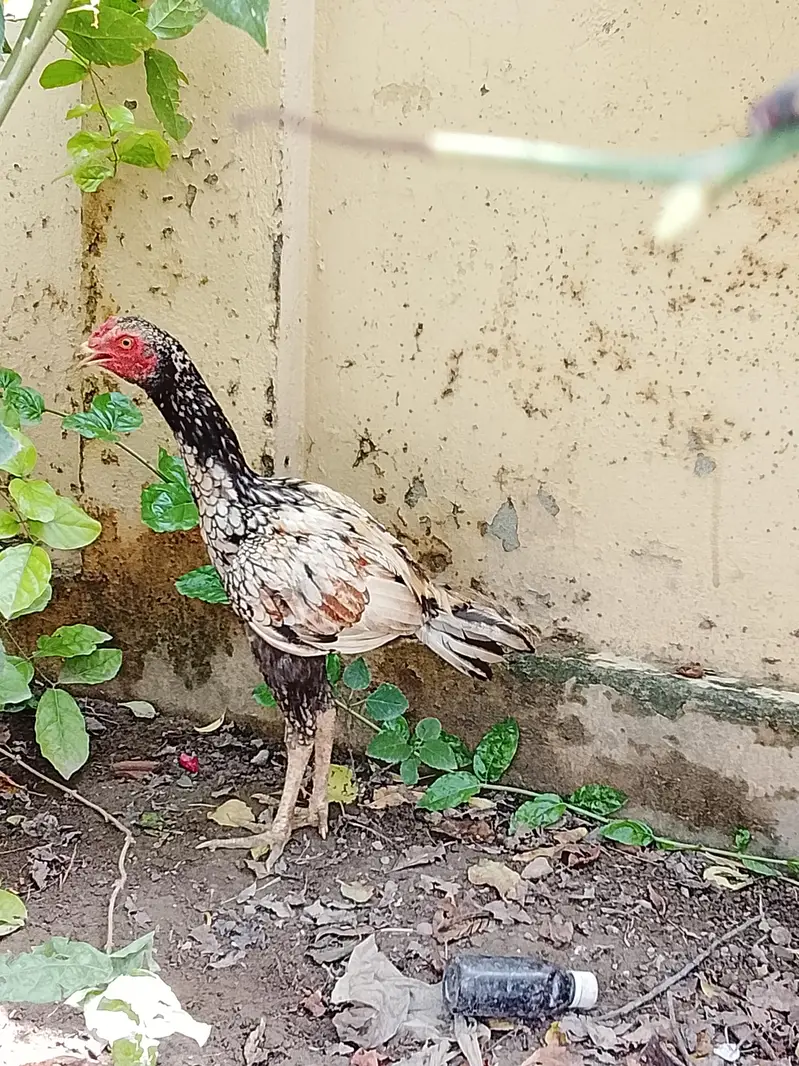 Hens Urgent for sale now — photo 5