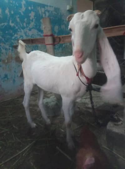 Gulabi Goat  For Sale on Reasonable Price