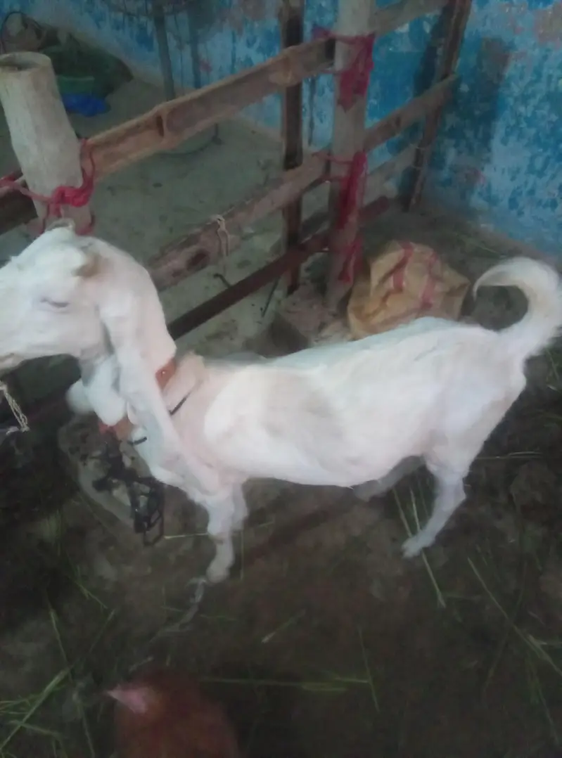 Gulabi Goat  For Sale on Reasonable Price — photo 2
