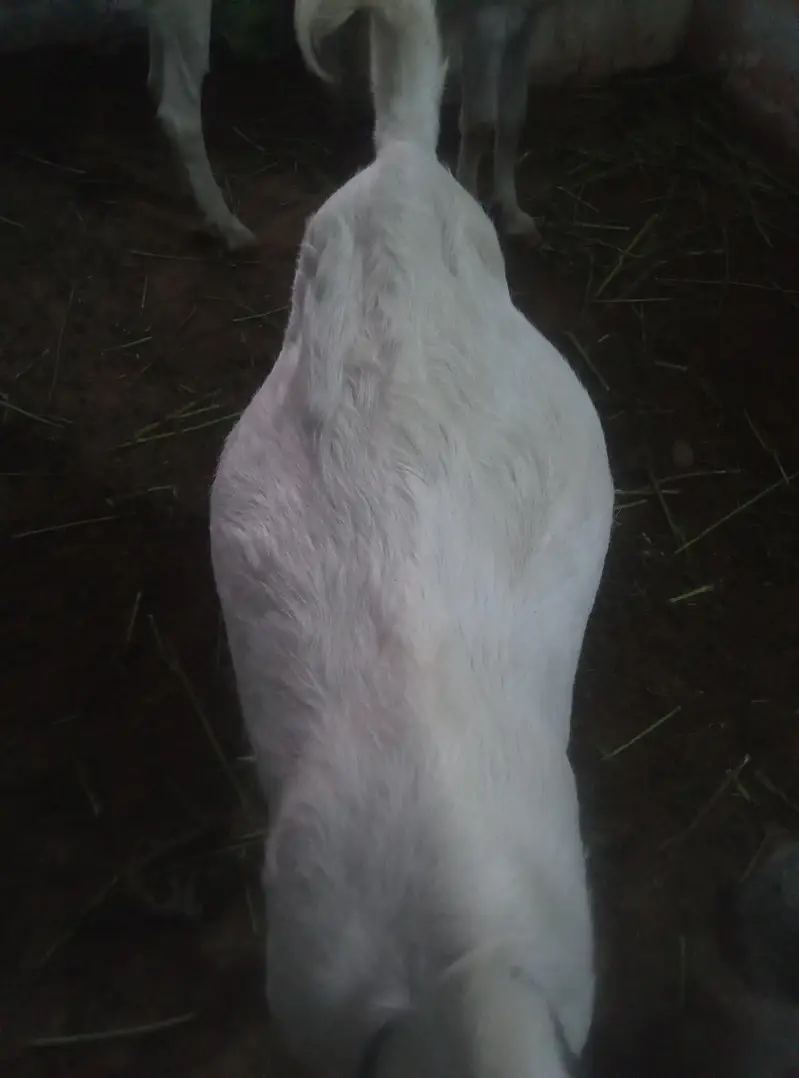 Gulabi Goat  For Sale on Reasonable Price — photo 3