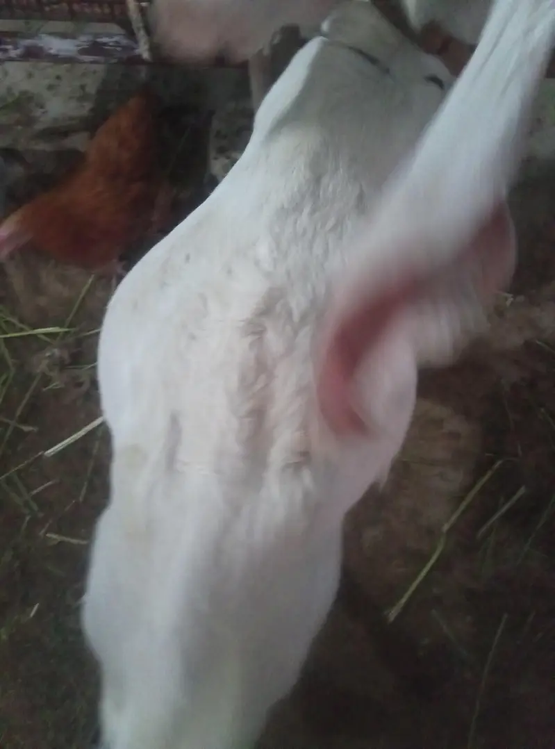 Gulabi Goat  For Sale on Reasonable Price — photo 4