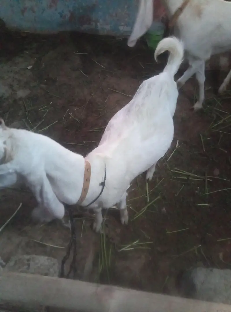 Gulabi Goat  For Sale on Reasonable Price — photo 5