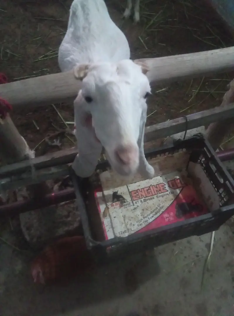 Gulabi Goat  For Sale on Reasonable Price — photo 6