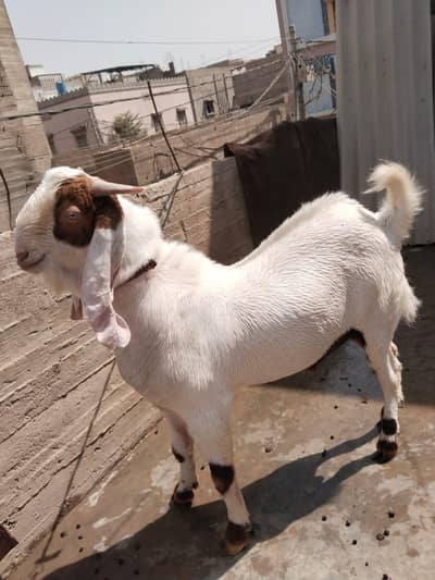 Bakra For sale