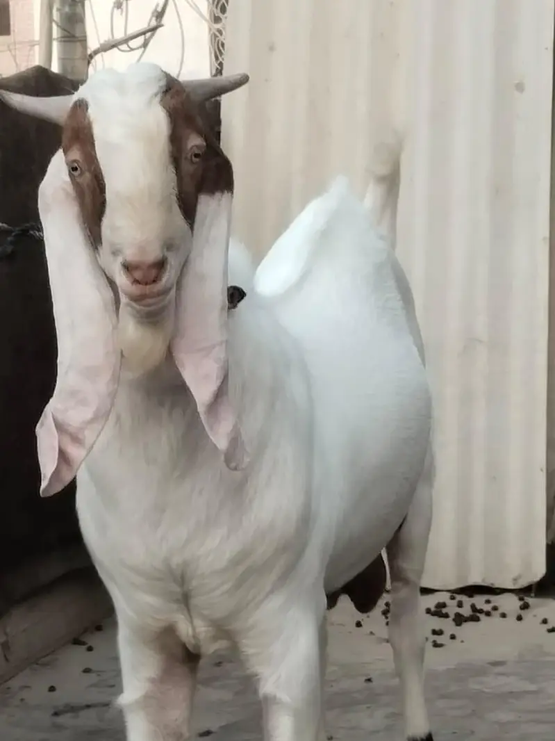 Bakra For sale — photo 2
