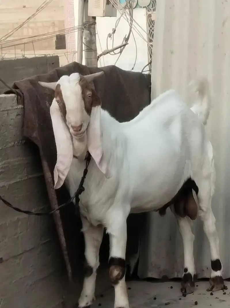 Bakra For sale — photo 3