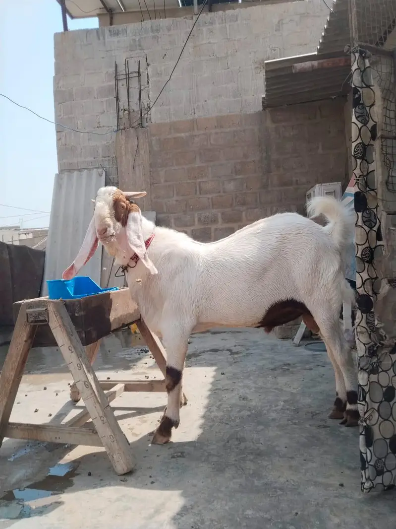 Bakra For sale — photo 4