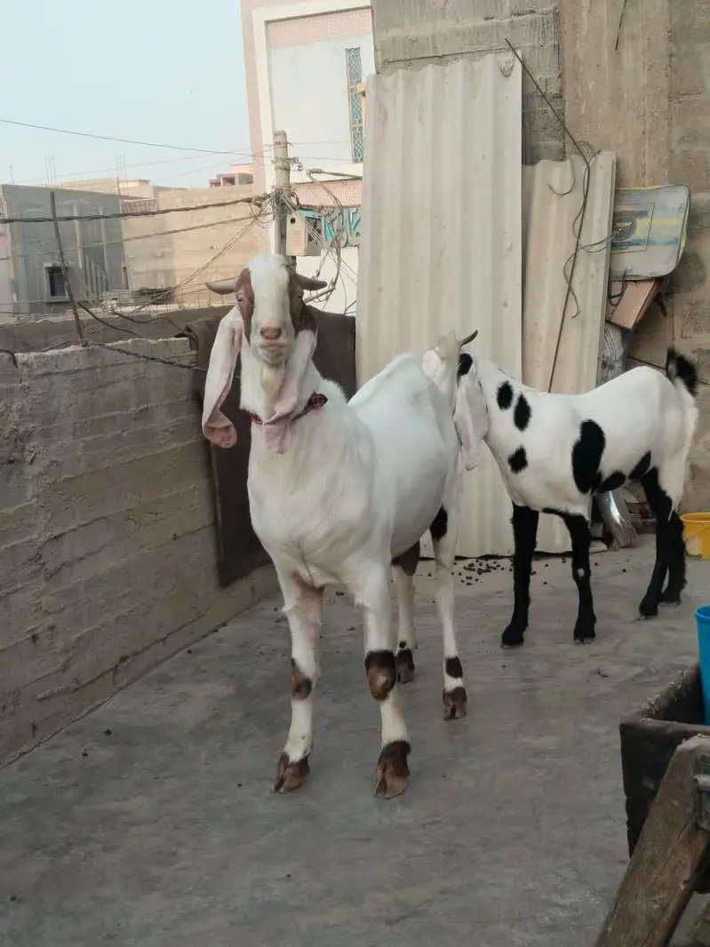 Bakra For sale — photo 5
