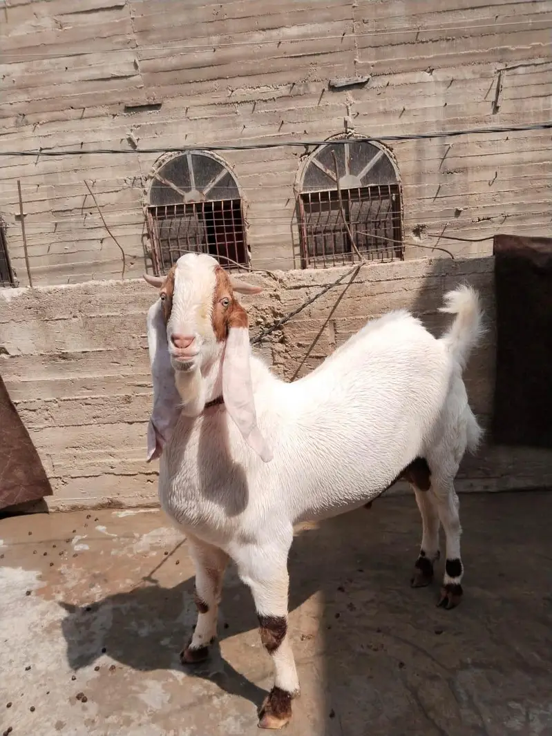 Bakra For sale — photo 6