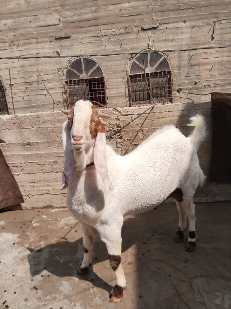 Bakra For sale — photo 7