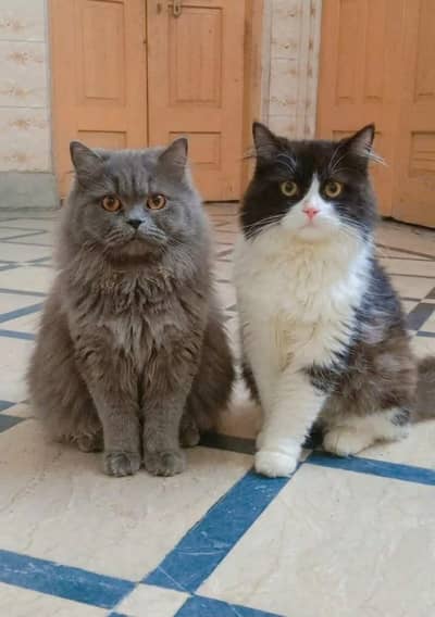 cute Persian cat pair