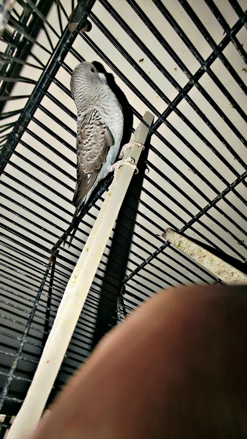 black wing males — photo 2