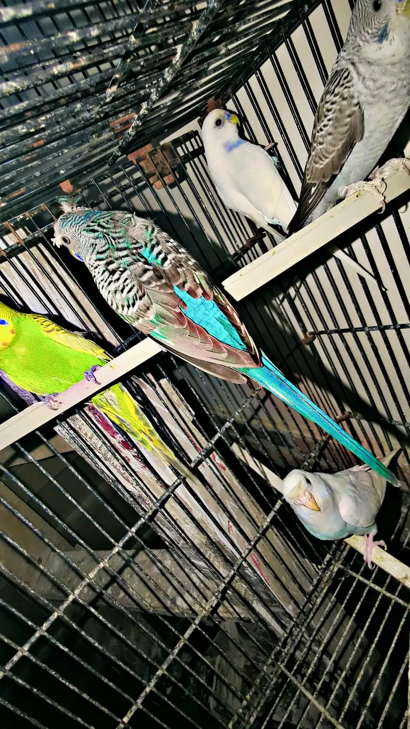 black wing males — photo 3