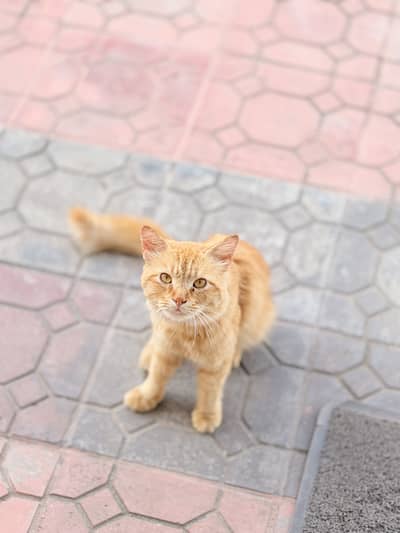 Ginger color double coated male cat