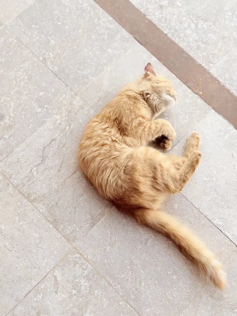 Ginger color double coated male cat — photo 2