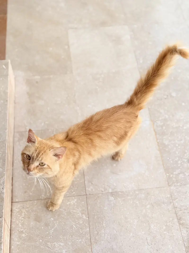 Ginger color double coated male cat — photo 3