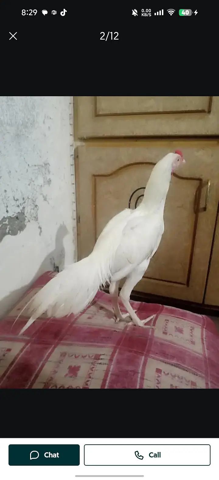 pure Heera aseel Chitti nali chuti choonchh chitii ankh — photo 2
