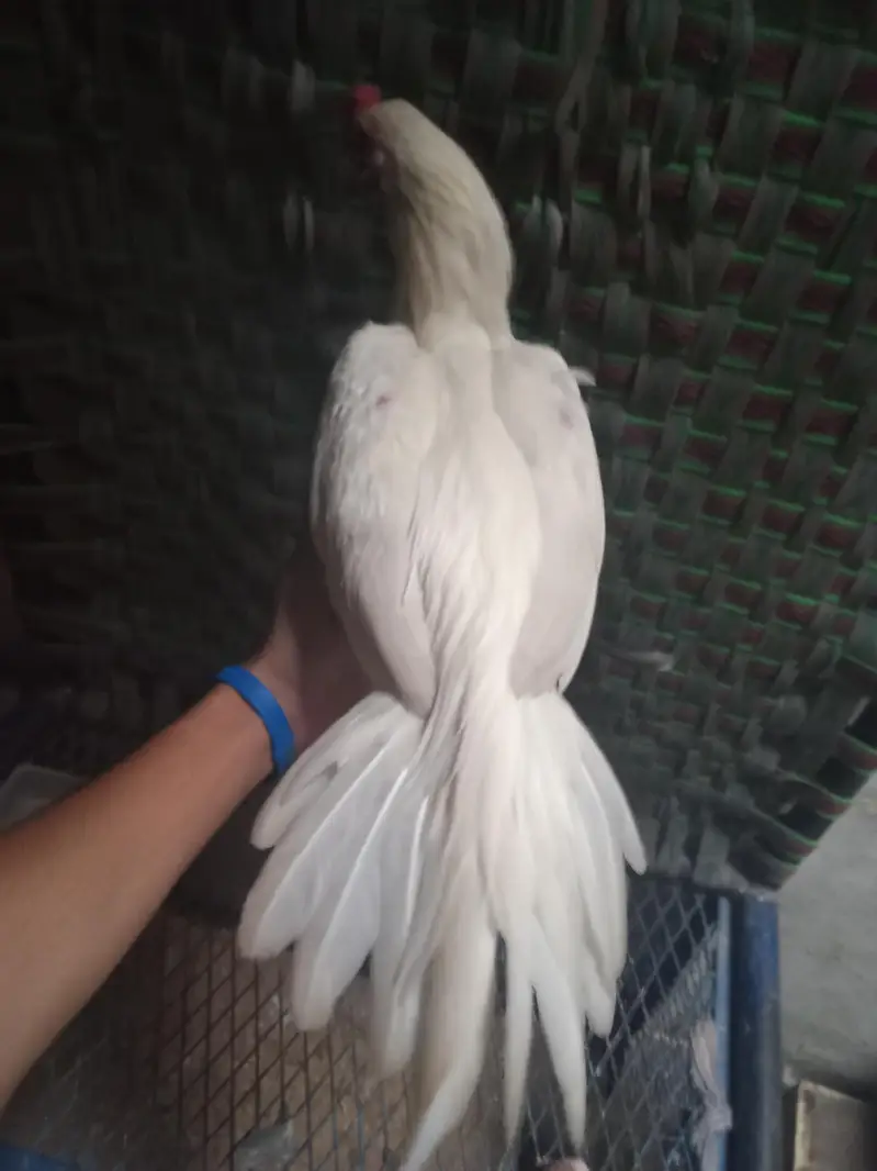 pure Heera aseel Chitti nali chuti choonchh chitii ankh — photo 3