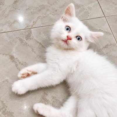 percian kittens/double coated kittens