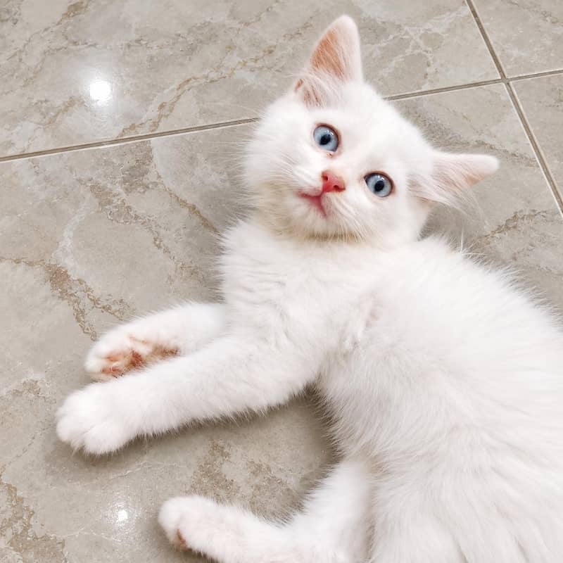 percian kittens/double coated kittens 0