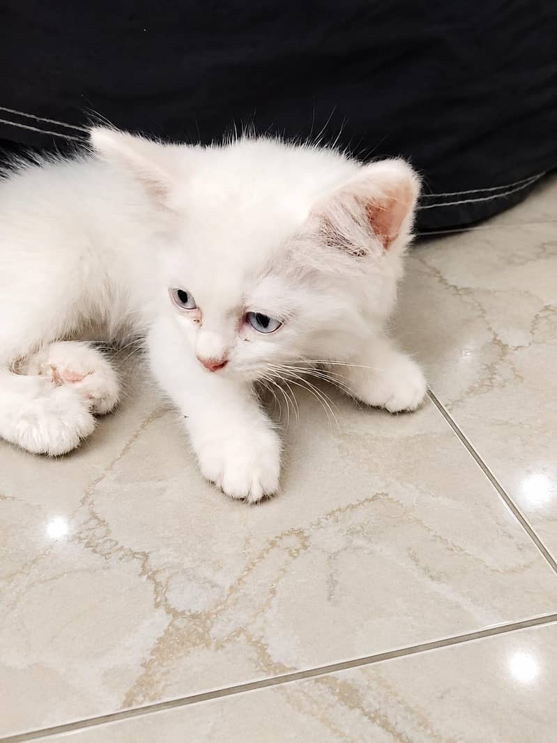 percian kittens/double coated kittens 1
