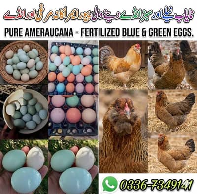 Fancy Chickens - Ameraucana Blue & Green Eggs 03367349141